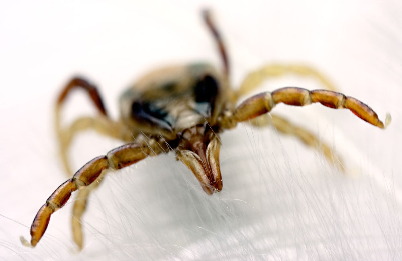 Ixodes holocyclus. Foto: Peter Waters